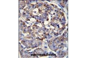 LRRC68 Antibody (N-term) (ABIN655144 and ABIN2844766) immunohistochemistry analysis in formalin fixed and paraffin embedded human pancreas tissue followed by peroxidase conjugation of the secondary antibody and DAB staining. (PPP1R37 抗体  (N-Term))