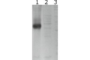 Western-Blot detection of human GFRα-3 expressed in CHO cells. (GFRA3 抗体)