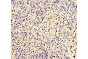 Immunohistochemistry of paraffin-embedded human spleen tissue using ABIN7152778 at dilution of 1:100 (FGF13 抗体  (AA 1-245))