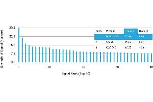 Protein Array (PAr) image for anti-Interferon gamma (IFNG) antibody (ABIN7456092) (Interferon gamma 抗体)