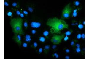 Anti-TCP11L2 mouse monoclonal antibody (ABIN2453718) immunofluorescent staining of COS7 cells transiently transfected by pCMV6-ENTRY TCP11L2 (RC207129). (TCP11L2 抗体)