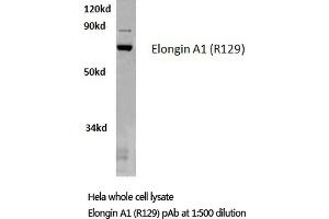 Western blot (WB) analysis of Elongin A1 antibody in extracts from HELA cells. (TCEB3 抗体)