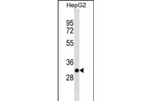 TARM1 Antibody (C-term) (ABIN1536920 and ABIN2850295) western blot analysis in HepG2 cell line lysates (35 μg/lane). (TARM1 抗体  (C-Term))