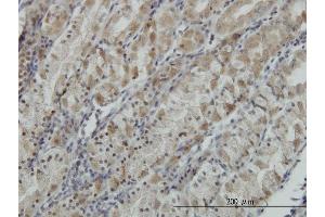 Immunostaining (ISt) image for anti-ATPase, H+ Transporting, Lysosomal 38kDa, V0 Subunit D1 (ATP6V0D1) (AA 238-308) antibody (ABIN563945)