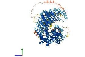 Protein Structure (PS) image for NLR Family, Pyrin Domain Containing 2 (NLRP2) (AA 1-1062) protein (His tag) (ABIN7554674)