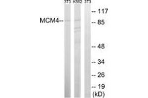 Western blot analysis of extracts from NIH-3T3/K562 cells, using MCM4 (Ab-54) Antibody. (MCM4 抗体  (AA 20-69))