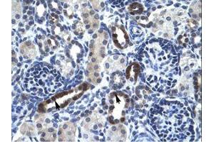 Image no. 1 for anti-Ts Translation Elongation Factor, Mitochondrial (TSFM) (AA 76-125) antibody (ABIN6735975) (TSFM 抗体  (AA 76-125))