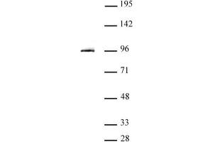 STAT3 antibody (pAb) tested by Western blot. (STAT3 抗体  (N-Term))