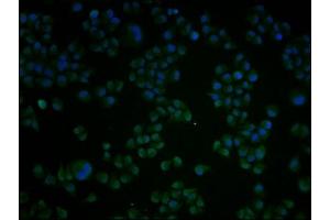 Immunofluorescence (IF) image for anti-Activating Transcription Factor 4 (Tax-Responsive Enhancer Element B67) (ATF4) (AA 20-200) antibody (ABIN7148793)