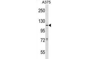 Western Blotting (WB) image for anti-Taste Receptor, Type 1, Member 1 (TAS1R1) antibody (ABIN2998828) (TAS1R1 抗体)