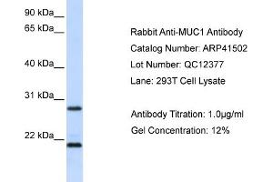 Western Blotting (WB) image for anti-Mucin 1 (MUC1) (N-Term) antibody (ABIN502127) (MUC1 抗体  (N-Term))