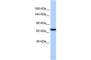 Western Blotting (WB) image for anti-Protocadherin-15 (PCDH15) antibody (ABIN2463319) (PCDH15 抗体)