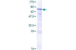 ZPLD1 Protein (AA 1-415) (GST tag)