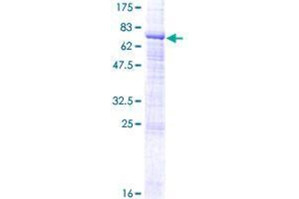 ZPLD1 Protein (AA 1-415) (GST tag)