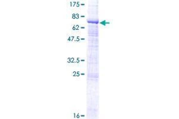 ZPLD1 Protein (AA 1-415) (GST tag)