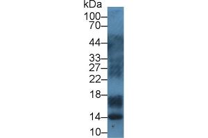 Western Blotting (WB) image for anti-S100 Calcium Binding Protein A12 (S100A12) (AA 2-92) antibody (ABIN7444682)