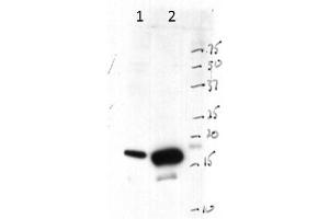 Western Blotting (WB) image for anti-Histone 3 (H3) (C-Term) antibody (ABIN1118467)