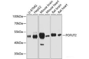 Western blot analysis of extracts of various cell lines using POFUT2 Polyclonal Antibody at dilution of 1:1000. (POFUT2 抗体)