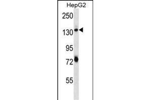 PLEKHH1 Antibody (C-term) (ABIN656704 and ABIN2845936) western blot analysis in HepG2 cell line lysates (35 μg/lane). (PLEKHH1 抗体  (C-Term))
