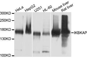 Western blot analysis of extracts of various cell lines, using IKBKAP antibody. (IKAP/p150 抗体)