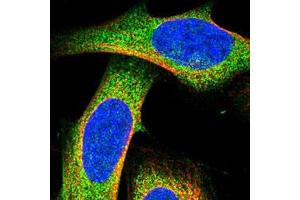 Immunofluorescent staining of U-2 OS with DLEC1 polyclonal antibody  (Green) shows positivity in cytoplasm.
