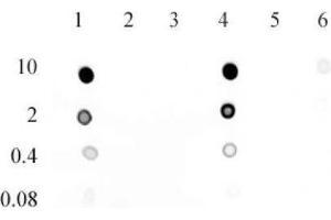 5-Hydroxymethylcytosine (5-hmC) antibody (mAb) tested by dot blot analysis. (5-Hydroxymethylcytosine 抗体)
