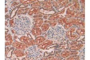 IHC-P analysis of Human Kidney Tissue, with DAB staining. (TEK 抗体  (AA 1-116))