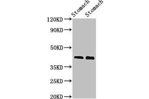 Western Blot Positive WB detected in: Rat stomach tissue, Mouse stomach tissue All lanes: POU3F1 antibody at 3 μg/mL Secondary Goat polyclonal to rabbit IgG at 1/50000 dilution Predicted band size: 46 kDa Observed band size: 46 kDa (POU3F1 抗体  (AA 59-257))