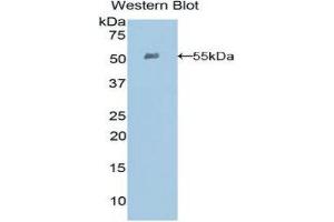 Western Blotting (WB) image for anti-Ephrin A4 (EFNA4) (AA 1-204) antibody (ABIN3204159) (EFNA4 抗体  (AA 1-204))