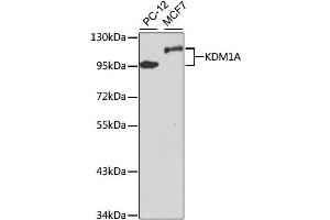 Western blot analysis of extracts of various cell lines, using KDM1A antibody. (LSD1 抗体)