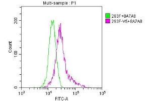 Overlay histogram showing untransfected HEK293F cells (green line) or transfected HEK293F cells (red line) stained with ABIN7131636. (V5 Epitope Tag 抗体)