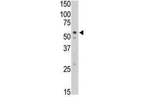 Image no. 1 for anti-Sialic Acid Binding Ig-Like Lectin 7 (SIGLEC7) (C-Term) antibody (ABIN357160) (SIGLEC7 抗体  (C-Term))