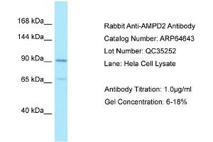 Western Blotting (WB) image for anti-Adenosine Monophosphate Deaminase 2 (AMPD2) (N-Term) antibody (ABIN970103) (AMPD2 抗体  (N-Term))