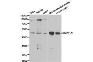 Western Blotting (WB) image for anti-Cytochrome P450, Family 11, Subfamily A, Polypeptide 1 (CYP11A1) antibody (ABIN1872152) (CYP11A1 抗体)