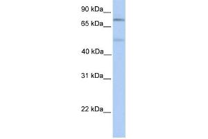 WB Suggested Anti-SP1 Antibody Titration:  0. (SP1 抗体  (Middle Region))