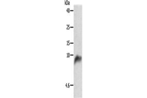 Western Blotting (WB) image for anti-Cytochrome C Oxidase Subunit VIIb (COX7B) antibody (ABIN2427629) (COX7B 抗体)