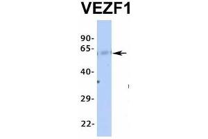 Western Blotting (WB) image for anti-Vascular Endothelial Zinc Finger 1 (VEZF1) (Middle Region) antibody (ABIN2776482)