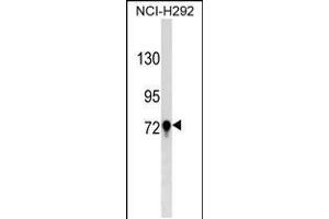 Western blot analysis in NCI-H292 cell line lysates (35ug/lane). (TGM3 抗体  (C-Term))