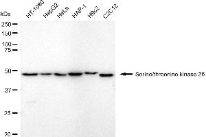 Western blotting analysis using serine/threonine kinase 26 antibody (ABIN7800315).
