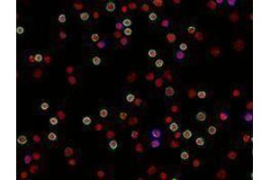 Immunofluorescence (IF) image for anti-CD4 (CD4) antibody (Alexa Fluor 594) (ABIN2656831) (CD4 抗体  (Alexa Fluor 594))