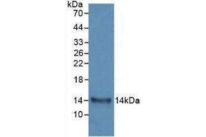 Western Blot; Sample: Recombinant IL33, Human. (IL-33 抗体  (AA 112-270))