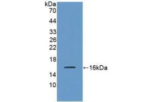 Western blot analysis of recombinant Rat SST. (Somatostatin 抗体  (AA 27-116))