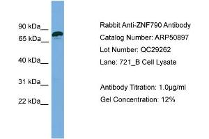 WB Suggested Anti-ZNF790  Antibody Titration: 0. (ZNF790 抗体  (N-Term))