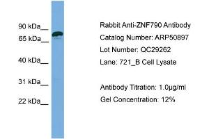 WB Suggested Anti-ZNF790  Antibody Titration: 0.