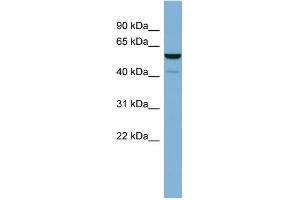 WB Suggested Anti-LAP3 Antibody Titration: 0. (LAP3 抗体  (N-Term))