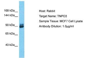 Host: Rabbit Target Name: TNPO3 Sample Tissue: Human MCF7 Whole Cell Antibody Dilution: 1ug/ml