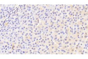 Immunohistochemistry (IHC) image for anti-Apolipoprotein E (APOE) (AA 19-181) antibody (ABIN7429133)
