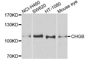 Western blot analysis of extracts of various cell lines, using CHGB antibody. (CHGB 抗体)