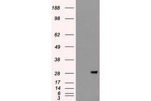 Western Blotting (WB) image for anti-Fibroblast Growth Factor 2 (Basic) (FGF2) (AA 10-155) antibody (ABIN1490784) (FGF2 抗体  (AA 10-155))