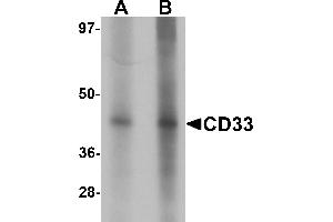 Western blot analysis of CD33 in 3T3 cell lysate with CD33 antibody at (A) 1 and (B) 2 µg/mL. (CD33 抗体  (Middle Region))